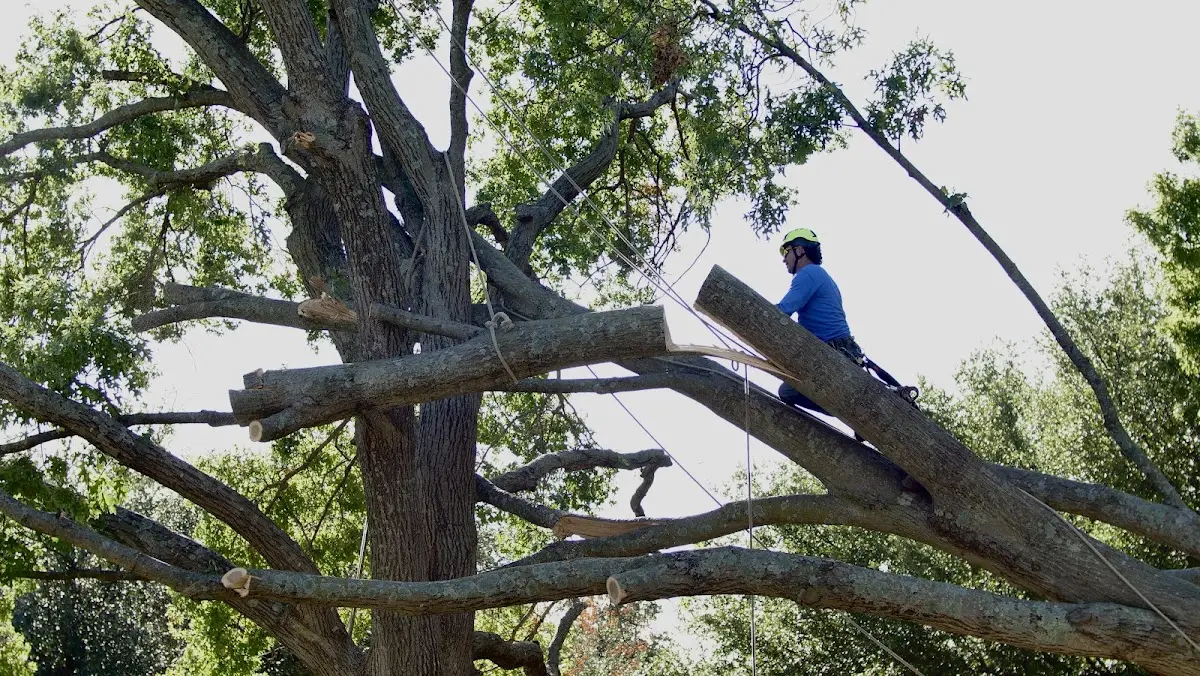 Professional Crown Thinning performed by certified arborists in Bartley
